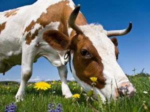 vaca comendo grama